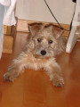 Chiots de race Terrier Irlandais à Poil Doux à vendre (2 femelles & 2 mâles)