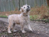 Chiots de race Terrier Irlandais à Poil Doux à vendre (2 femelles & 2 mâles)