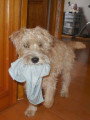 Chiots de race Terrier Irlandais à Poil Doux à vendre (2 femelles & 2 mâles)