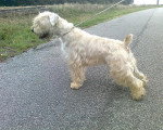 Chiots de race Terrier Irlandais à Poil Doux à vendre (2 femelles & 2 mâles)