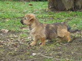 Chiots de race Norwich Terrier à vendre (2 femelles & 2 mâles)