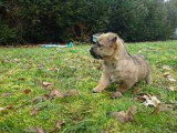 Chiots de race Norwich Terrier à vendre (2 femelles & 2 mâles)
