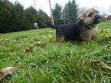 Chiots de race Norwich Terrier à vendre (2 femelles & 2 mâles)