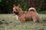 Chiots de race Norwich Terrier à vendre (2 femelles & 2 mâles)