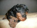 Chiots de race Welsh Terrier à vendre (1 femelle & 1 mâle)