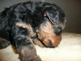 Chiots de race Welsh Terrier à vendre (1 femelle & 1 mâle)