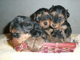 Chiots de race Welsh Terrier à vendre (1 femelle & 1 mâle)