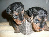 Chiots de race Welsh Terrier à vendre (1 femelle & 1 mâle)