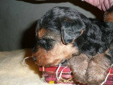 Chiots de race Welsh Terrier à vendre (1 femelle & 1 mâle)