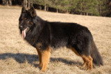 Chiots de race Altdeutscher Schäferhund à vendre (4 femelles & 4 mâles)