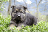 Chiots de race Altdeutscher Schäferhund à vendre (4 femelles & 4 mâles)