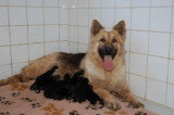 Chiots de race Altdeutscher Schäferhund à vendre (4 femelles & 4 mâles)