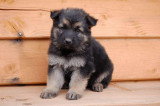 Chiots de race Altdeutscher Schäferhund à vendre (4 femelles & 4 mâles)