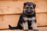 Chiots de race Altdeutscher Schäferhund à vendre (4 femelles & 4 mâles)