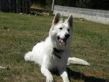 De race Berger Blanc Suisse disponible pour saillie