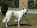 De race Berger Blanc Suisse disponible pour saillie