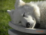 De race Berger Blanc Suisse disponible pour saillie