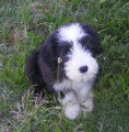 Chiots lof beaded collie noir et blanc