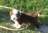 Chiots lof beaded collie noir et blanc