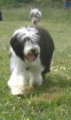 Chiots lof beaded collie noir et blanc