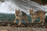 Chiots de race Chien Loup Tchécoslovaque à vendre (4 femelles & 4 mâles)