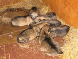 Chiots de race Chien Loup Tchécoslovaque à vendre (4 femelles & 4 mâles)