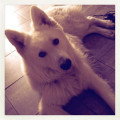 De race Berger Blanc Suisse disponible pour saillie