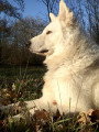 De race Berger Blanc Suisse disponible pour saillie
