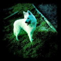 De race Berger Blanc Suisse disponible pour saillie
