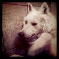 De race Berger Blanc Suisse disponible pour saillie