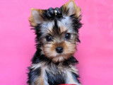 Vend m&acirc;le chiot Yorkshire terrier