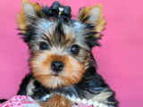 Vend m&acirc;le chiot Yorkshire terrier