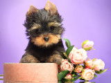 Vend m&acirc;le chiot Yorkshire terrier