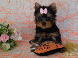 Vend m&acirc;le chiot Yorkshire terrier