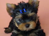 Vend m&acirc;le chiot Yorkshire terrier