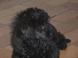 Chiots de race Caniche à vendre (2 femelles & 2 mâles)
