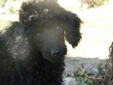 Chiots de race Caniche à vendre (2 femelles & 2 mâles)