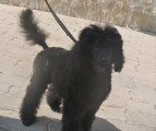 Chiots de race Caniche à vendre (2 femelles & 2 mâles)