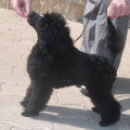 Chiots de race Caniche à vendre (2 femelles & 2 mâles)
