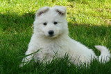 Chiot de race Berger Blanc Suisse femelle à vendre