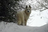 Chiot de race Berger Blanc Suisse femelle à vendre