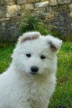 Chiot de race Berger Blanc Suisse femelle à vendre