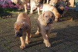 Chiots de race Tosa Inu à vendre (5 femelles & 5 mâles)