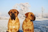 Chiots de race Tosa Inu à vendre (5 femelles & 5 mâles)