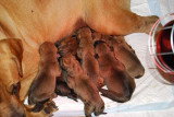 Chiots de race Tosa Inu à vendre (5 femelles & 5 mâles)