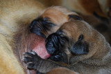 Chiots de race Tosa Inu à vendre (5 femelles & 5 mâles)