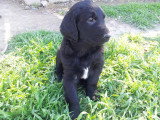 Chiots de race Retriever à Poil Plat à vendre (1 femelle & 1 mâle)