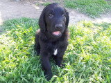 Chiots de race Retriever à Poil Plat à vendre (1 femelle & 1 mâle)