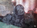 Chiots de race Retriever à Poil Plat à vendre (1 femelle & 1 mâle)
