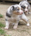 Chiots de race Berger Australien à vendre (8 femelles & 8 mâles)